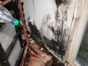 Mold negatively impacting Indoor Air Quality